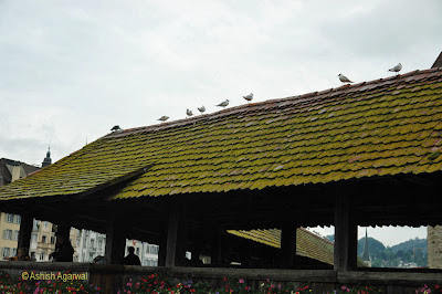 Small birds perched on top of Lake Lucerne