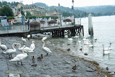 Many ducks and swans on the lakefront of Lake Lucerne