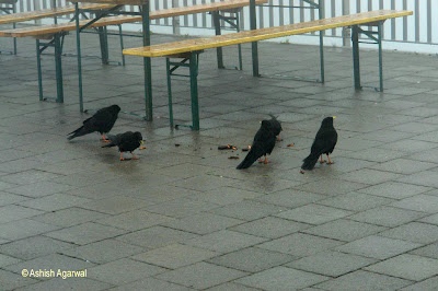 Many black birds (Dohle) foraging for food on Mount Pilatus