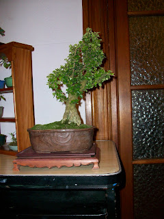 CLUB PERUANO DE BONSAI: Exposición del "CLUB PERUANO DE BONSAI"