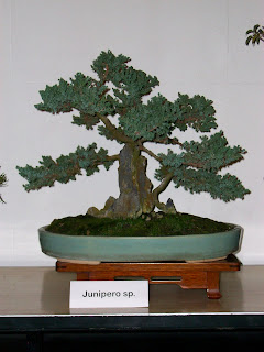 CLUB PERUANO DE BONSAI