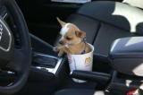 The Tiny Dog Sitting In A Cup Award