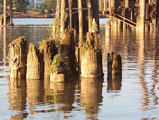 Forgotten Pilings in the Fraser River