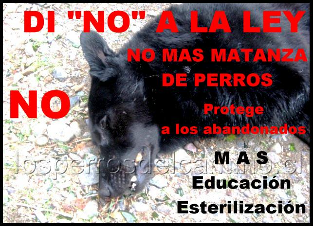 DI NO AL EXTERMINIO DE PERROS ABANDONADOS.