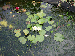 Water Lily