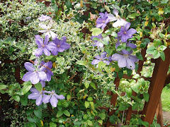 Clematis