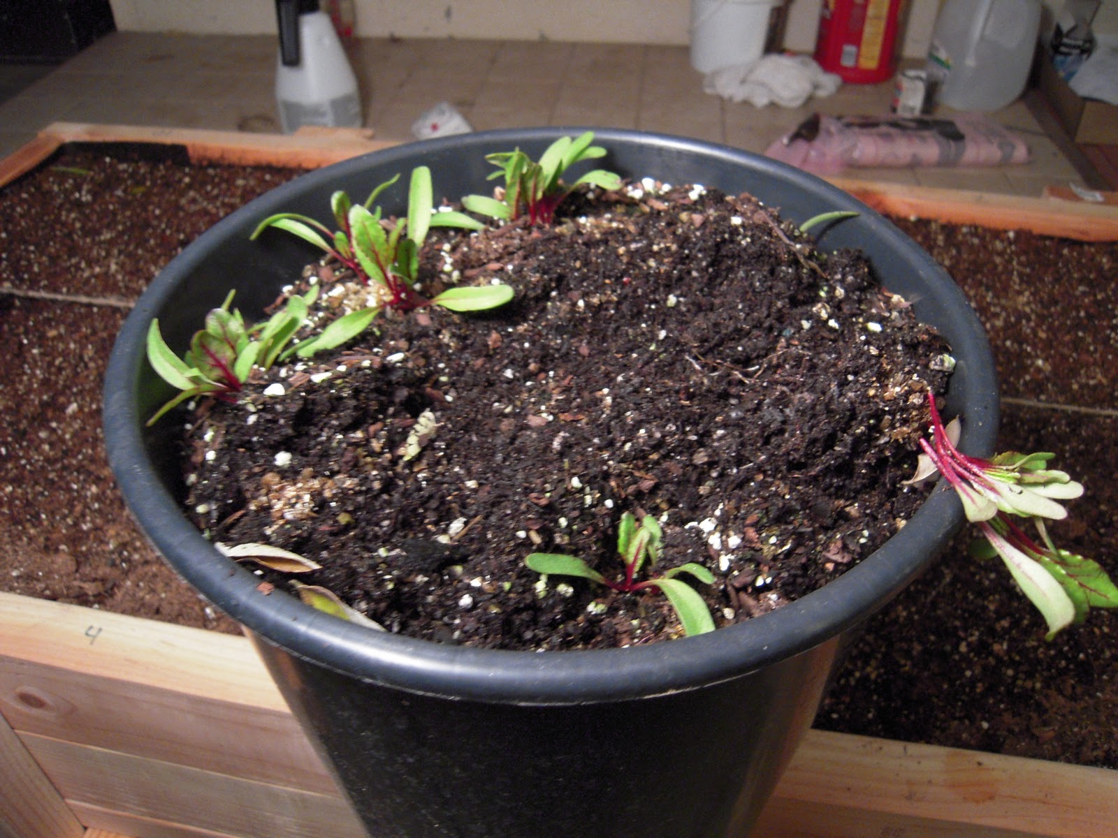 Gardening with the Gragstons Transplanting Beets to the Salad Cart