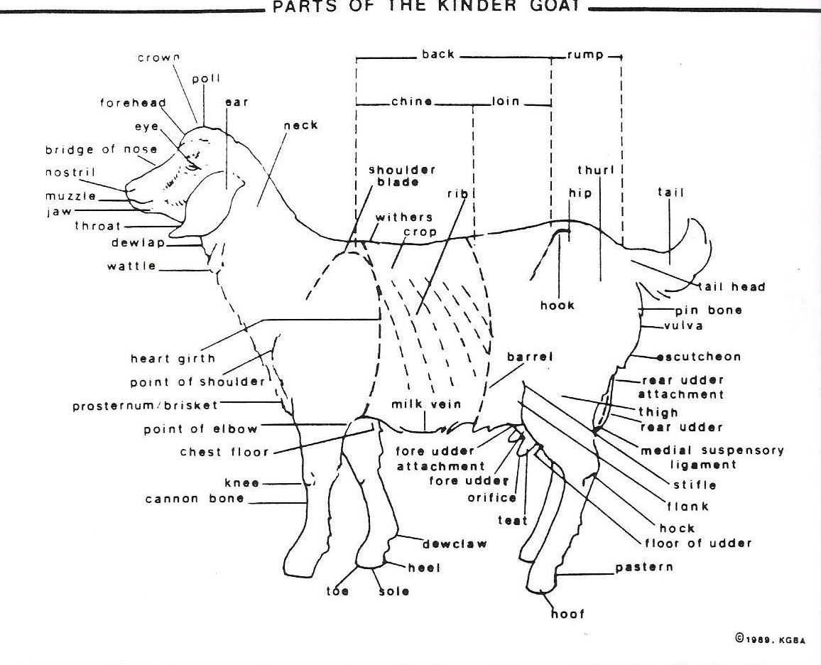 Parts Of A Goat Worksheets