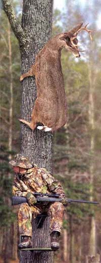 [doe+hiding.jpg]