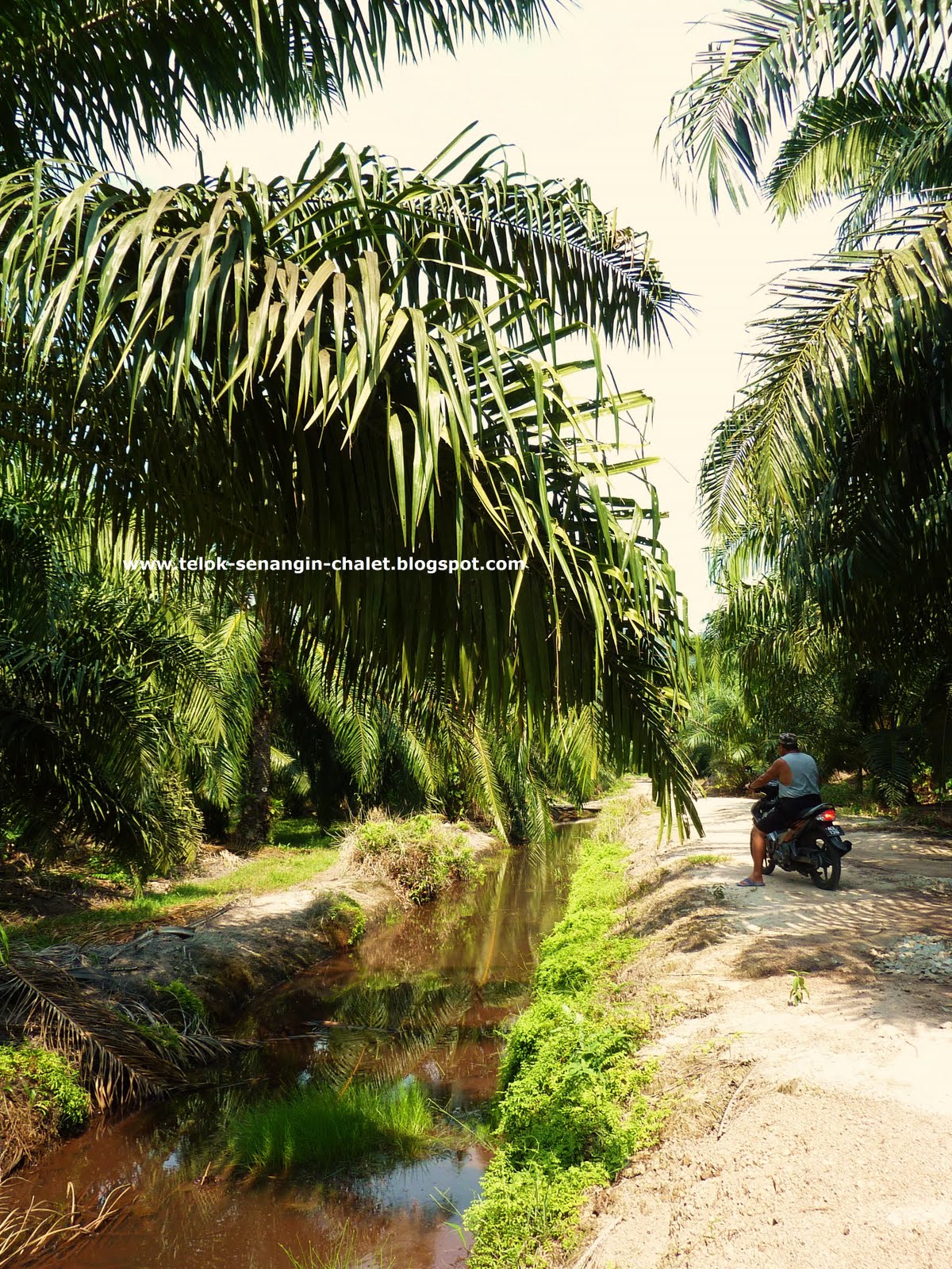 Pak Ya Chalet Teluk Senangin Chalet rimbun hijau yan