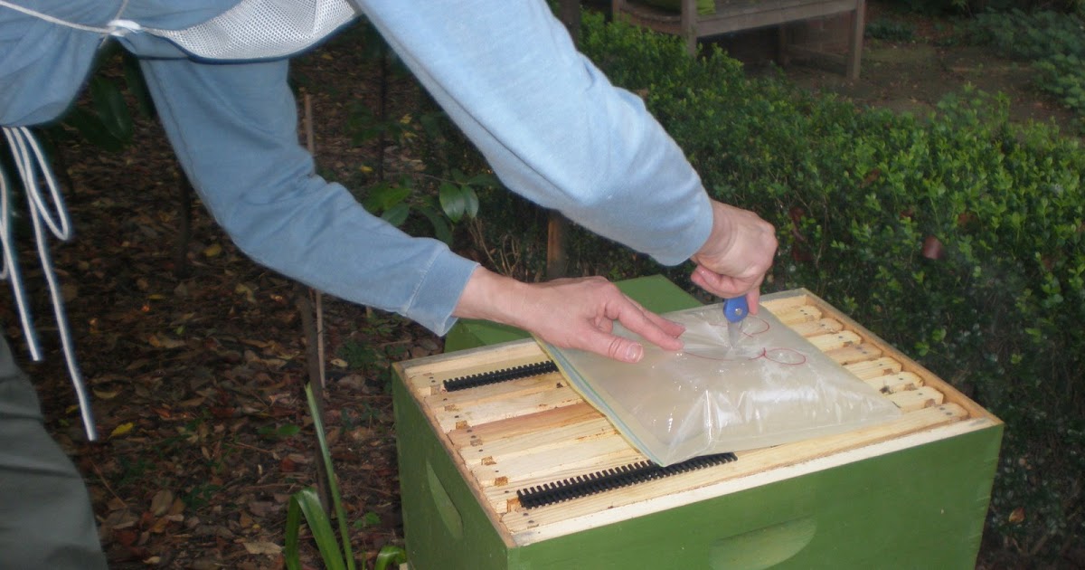 bee surprised baggie feeder