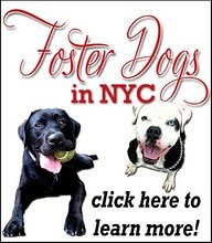 Foster Dogs in NYC