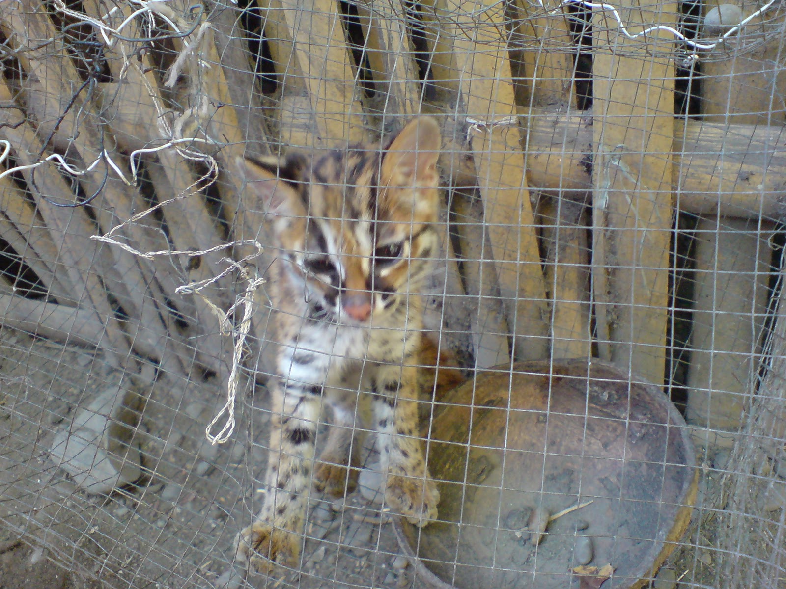 iWorld: Rarely Seen Philippine Wild Cat