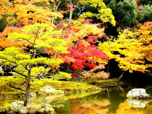 Four Seasons in Japan: autumn leaves