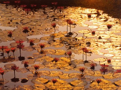 [TIB1015~Lotus-Pond-Posters.jpg]