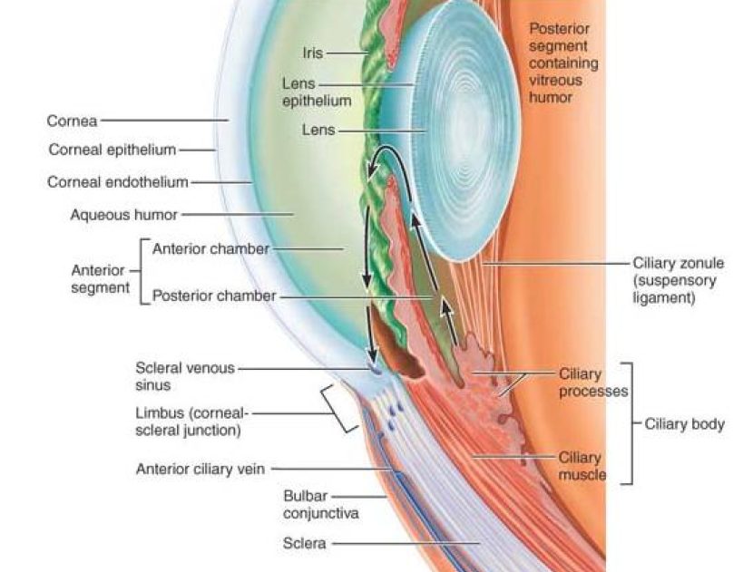 Глаукома латынь. Ciliary zonule. Окт глаукома.