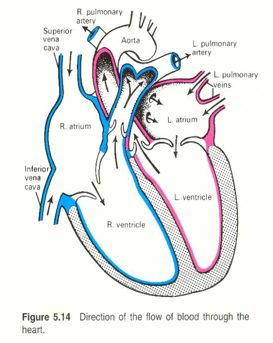 human circulatory system diagram for kids