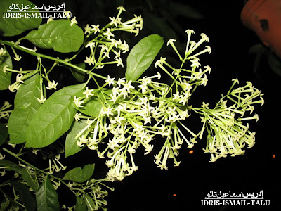 IdrisTalu: Bunga Santalia – cestrum nocturnum.