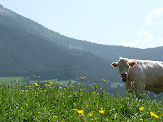 Cow and Montagne (mountain)