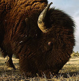 [big+big+bison.jpg]