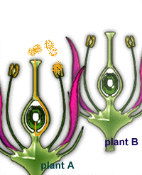 My Nature World: Pollination of flowers