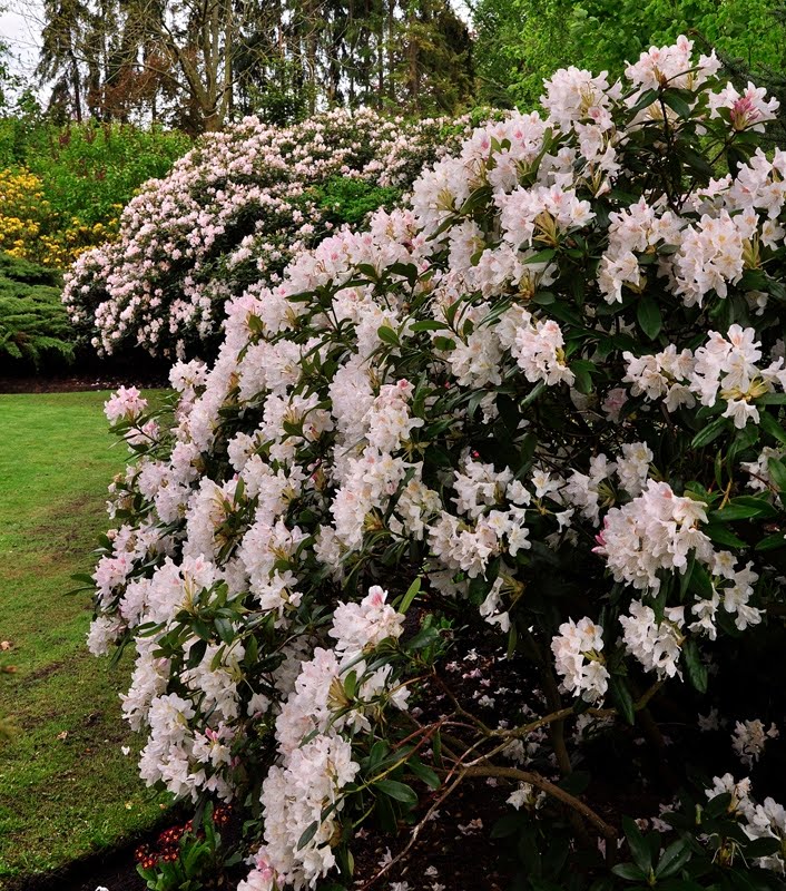Juttaszaubergarten Rhododendron und Azaleen