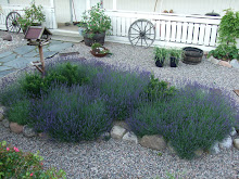 Duftende lavendel