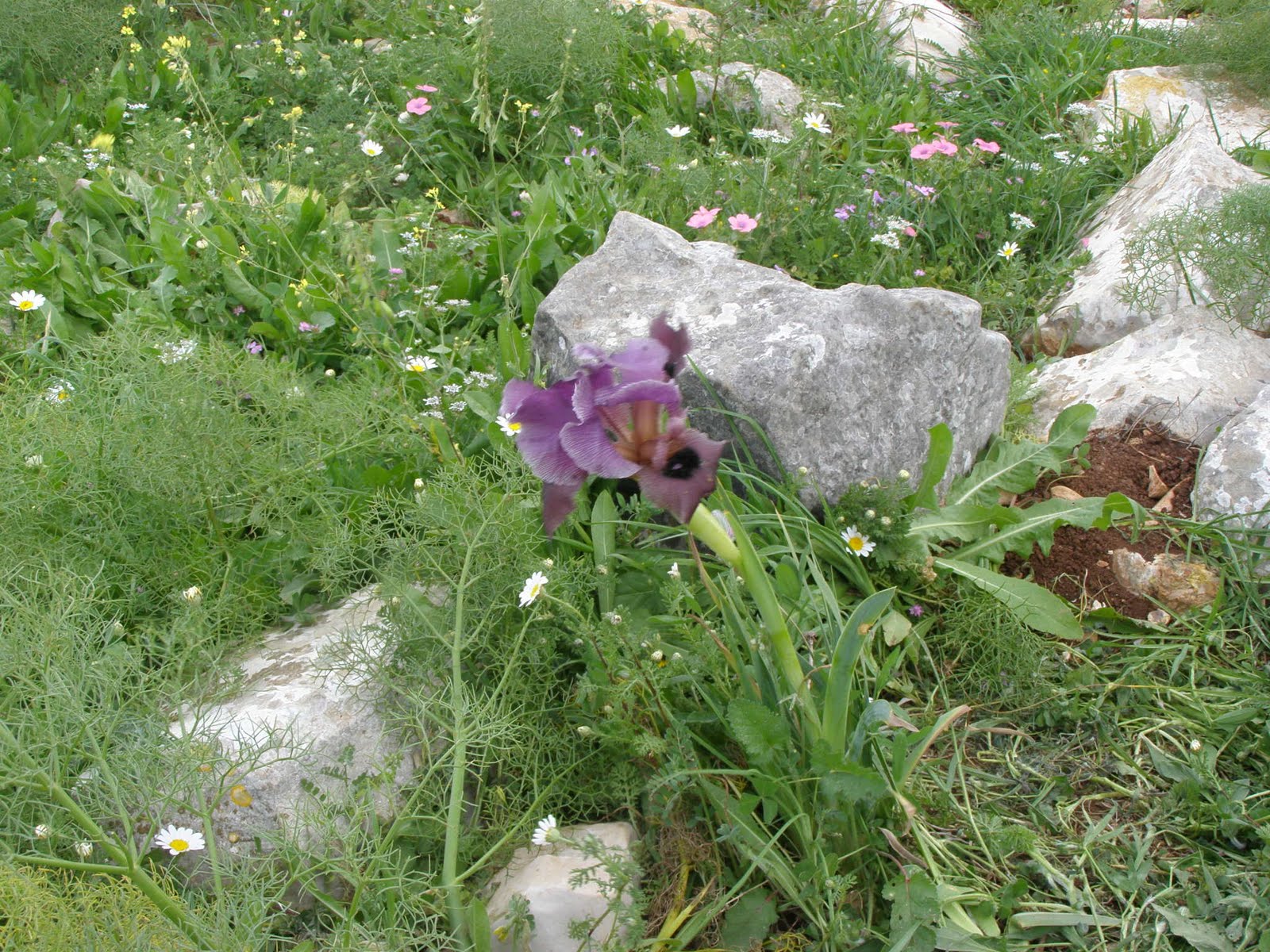 [Gilboa+Iris+Trail+P2210030+(22).JPG]