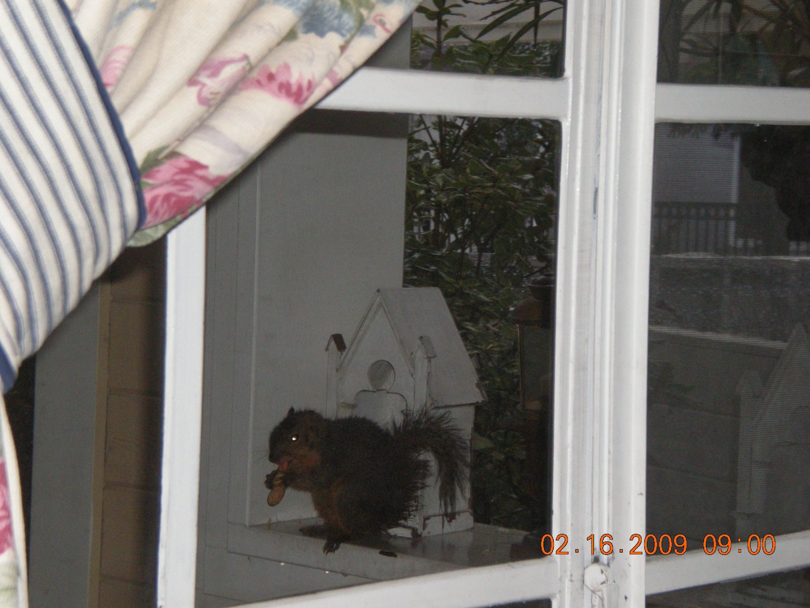 [squirrel+on+porch.jpg]