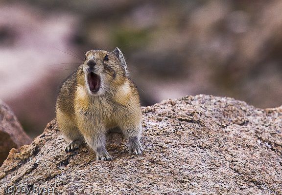 [Pika-001-3.jpg]
