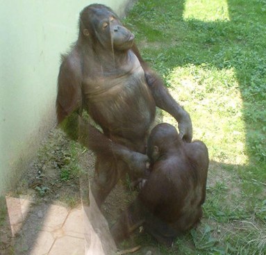 [mono+cojiendo+gusto.jpg]