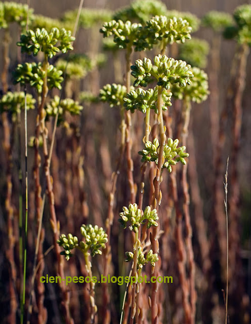 Flora en el Páramo de Masa