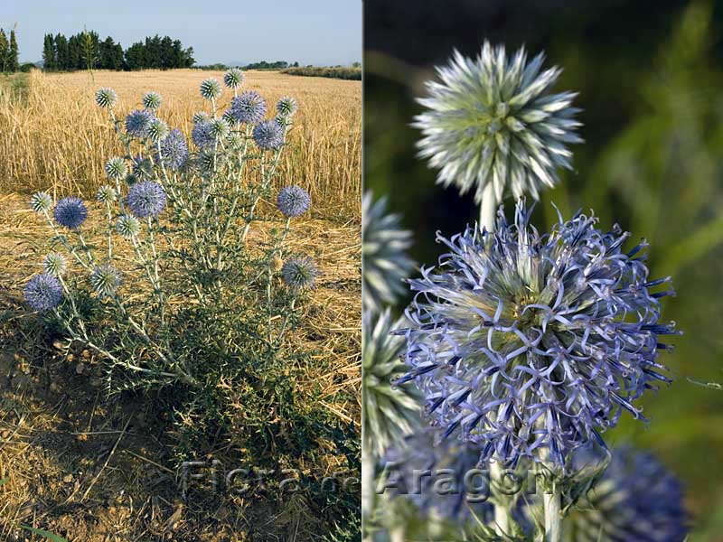 Semi Globo Blu Fiore Di Cardo (Echinops Ritro - Foto 12