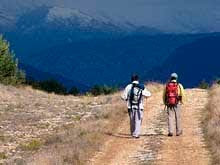 Flora de Aragón Crepis pyrenaica