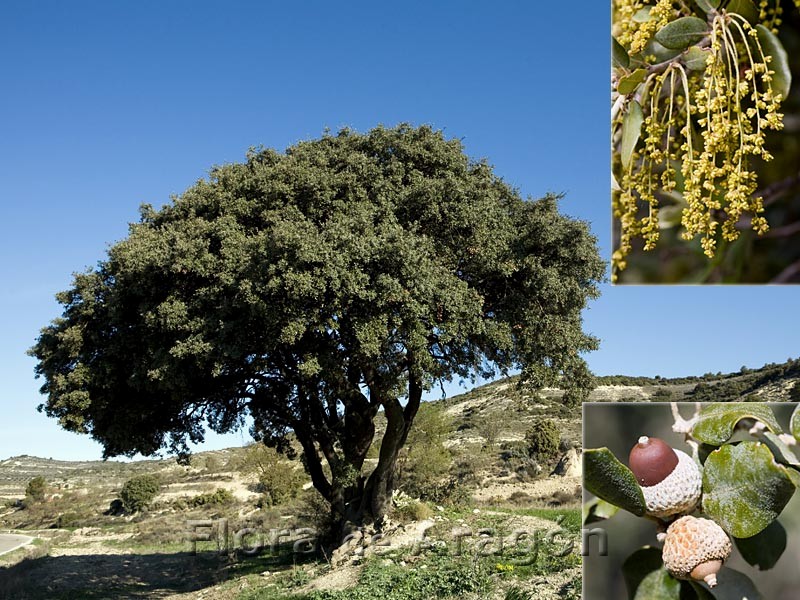 Quercus+ilex+ballota.jpg