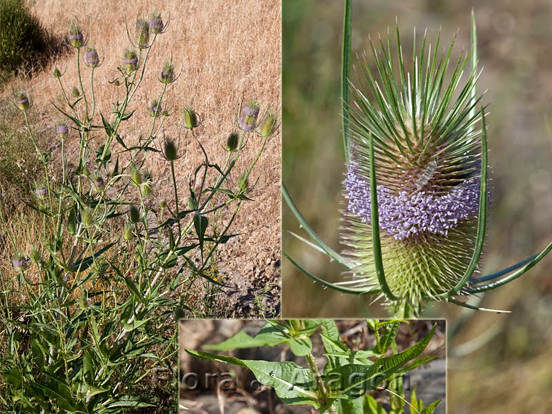 Dipsacaceae Flora de Aragón: Dipsacus fullonum
