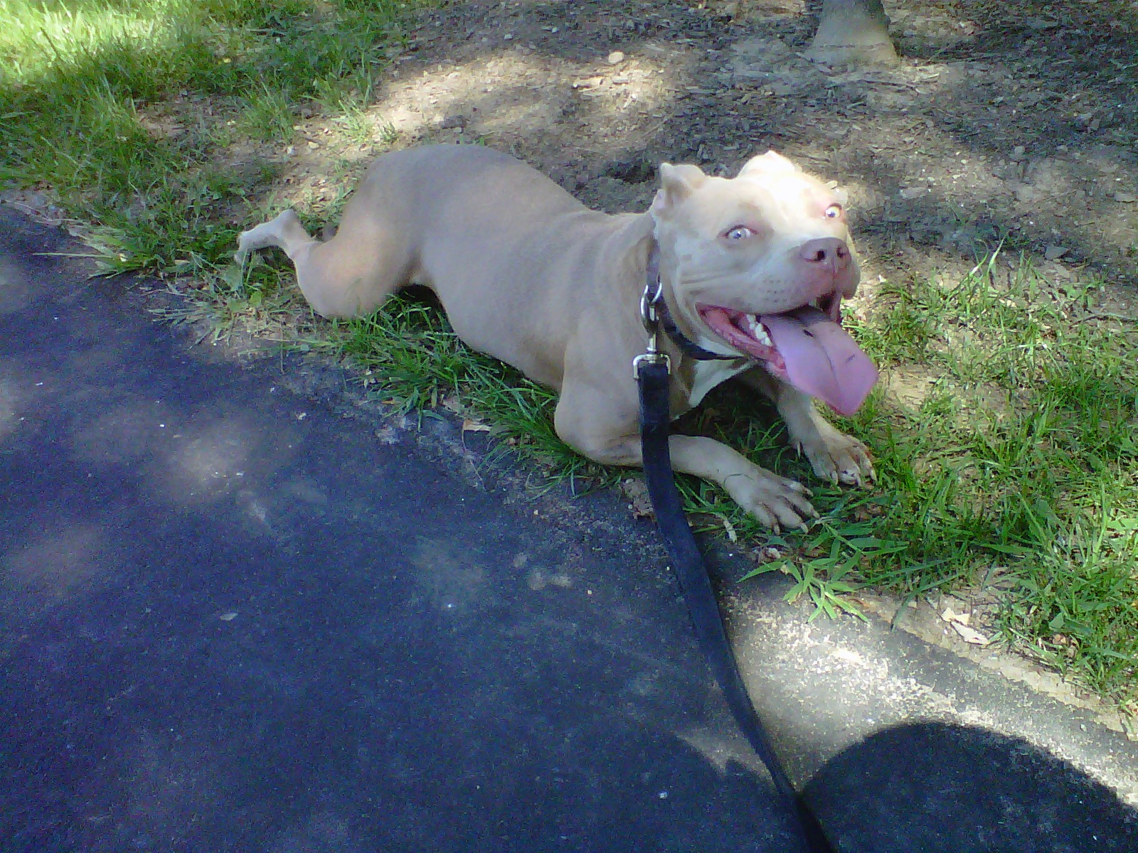 My Life's A Flic 1 Year Old Blue Fawn Pit Bull Female For Sale 1250 OBO