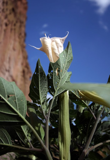 Avery's flower