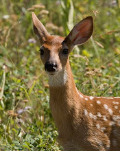 fawn, NBR, Montana