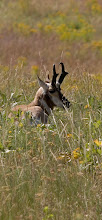 pronghorn