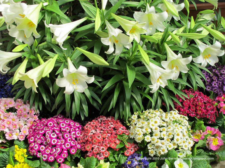 Western NY Picture Blog Buffalo NY Buffalo and Erie County Botanical