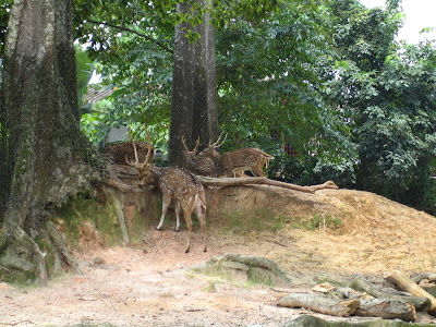 Spotted Deers