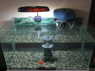 Fish Tank