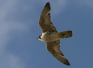 Wild Peregrine in Flight