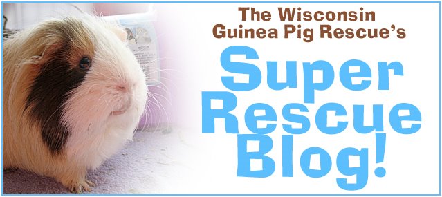 The Wisconsin Guinea Pig Rescue - Super Rescue Blog!