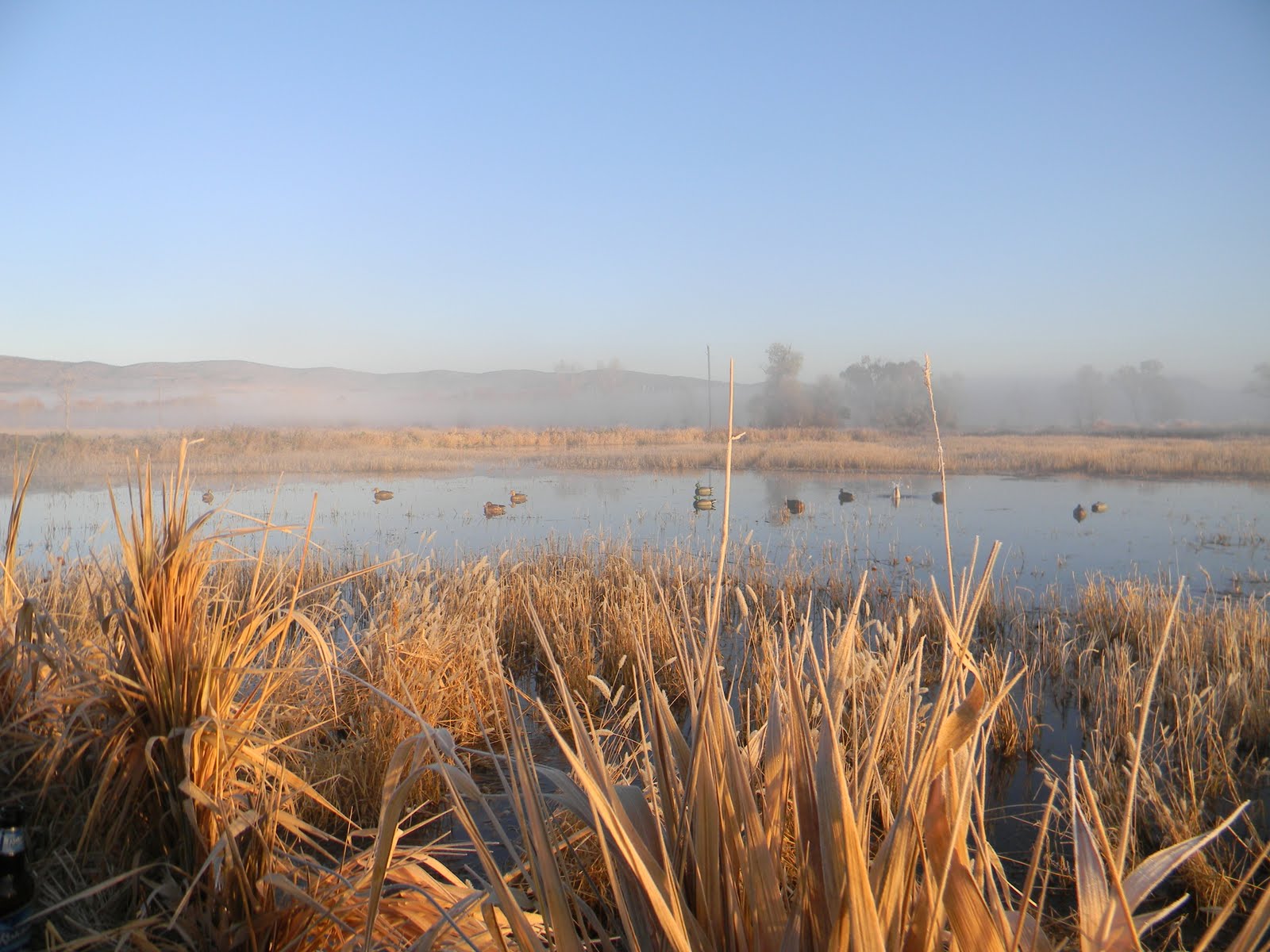 The Wild Life The Waterfowl of Montana