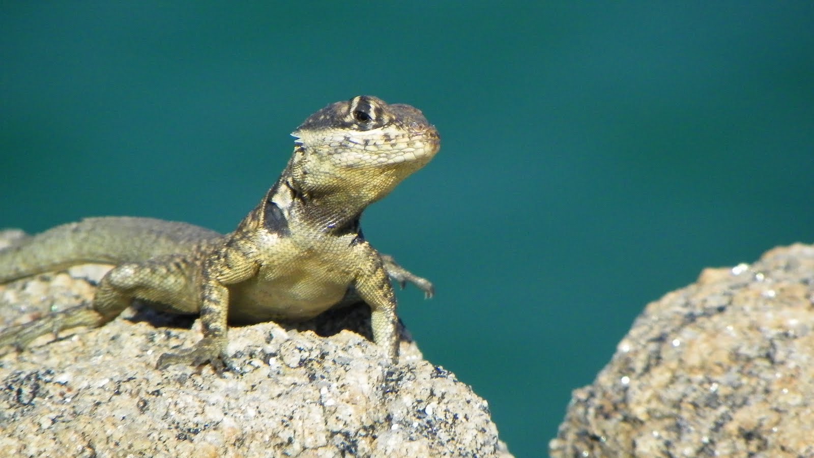 RAFA GUESTS IN RIO: SOME ANIMALS WE FIND IN OUR RIO ADVENTURE