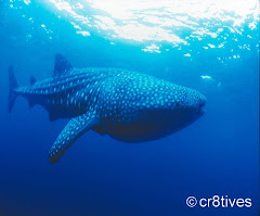 Whale Shark Watching in Donsol