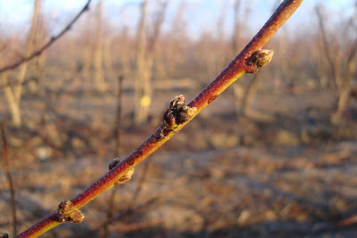 Stone fruits Chile - Carozos de Chile: Duraznos conserveros inicio