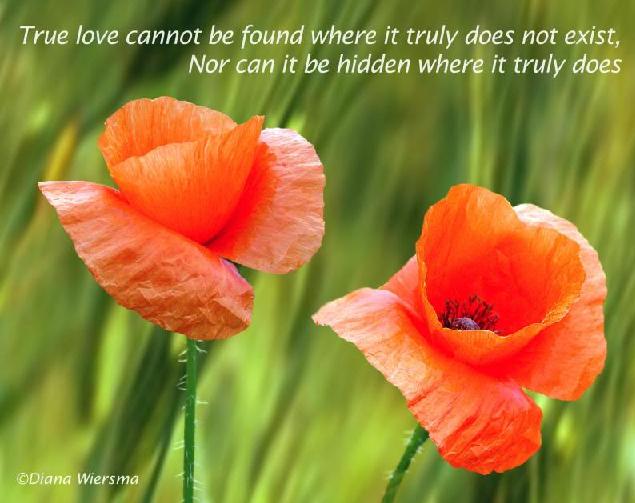 Best Favorite Flowers In The World: Romantic Quotes Flowers
